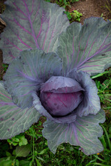 purple cabbage in a garden