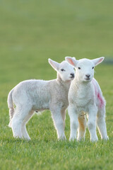 Naklejka na ściany i meble two little lambs