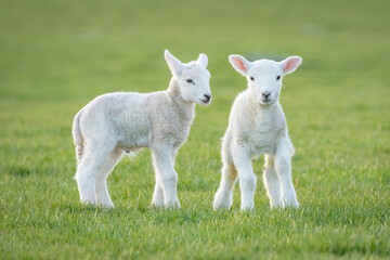 Fototapeta premium two white lambs