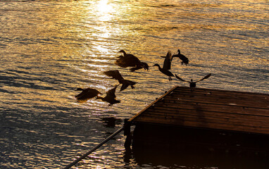 Flying ducks silhouettes at the pier in the evening