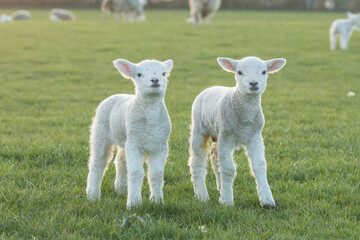 Fototapeta premium twin lambs
