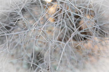 White branches, focusing on branches in winter.