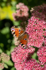 A peacock butterfly is eating on a pink Sedum flower - Hare cabbage. A flowerbed with flowers pollination by insects. Butterflies fly. Nature sunny day. Insect. Butterfly wings. Green plant close up.