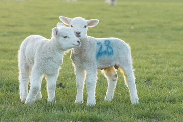lambs in the meadow 