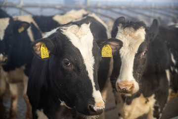 Young calves up to a year old. Young individuals belong to artiodactyls. The young of some wild...