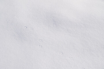 雪の上に残る猫の足跡