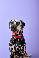 Portrait of cute young purebred dalmatian dog posing on purple violet studio background. Copy space. pets, animals, dogs, puppy concept