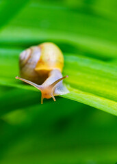 Bänderschnecke auf einem Lilienblatt,Cepaea 