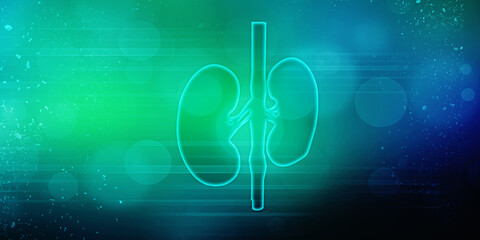 2d rendering human healthy kidneys