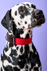 close-up Side view of young Dalmatian puppy sitting, looking up at owner, isolated on purple violet studio background. Copy space. adorable domestic animal want to play. headshot