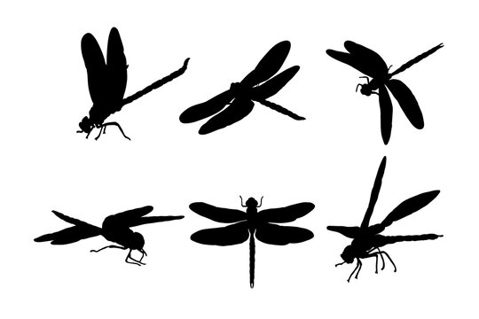 Set of silhouettes of dragonfly vector design