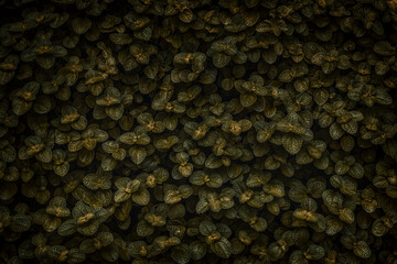 Dark golden leaves of Pilea nummulariifolia. Creeping Charlie herb, monochrome background.