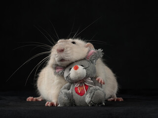 Portrait of a rat with a little mouse toy, dark background, studio shot 