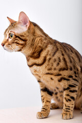 Naklejka na ściany i meble close-up of Bengal kitten, 5 months old, in front of white background with copy space, domestic cat looking at side, looking for mouse, pets, animals concept