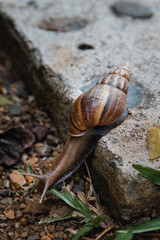 Giant African Snail (Achatina achatina) slowly crawling off the concrete step in Pai, Northern Thailand