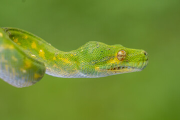 green snake on a branch