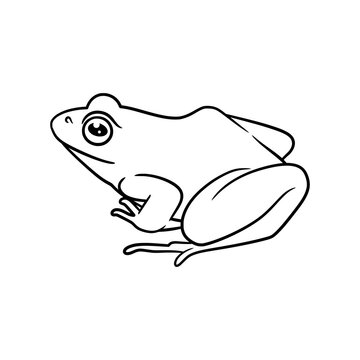 Frog line art drawing illustration