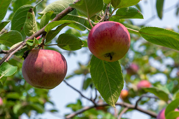 Apples Growing On The Neighborhood Tree In August