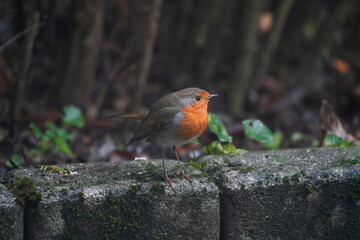 Rotkehlchen im Garten