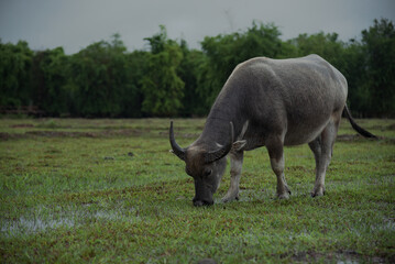 Buffalo eating hay.