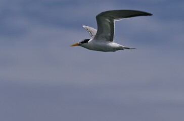 Obraz premium Bird