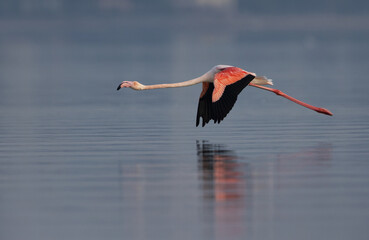 Greater Flamingo flying after takeoff at Eker creek in the morning, Bahrain
