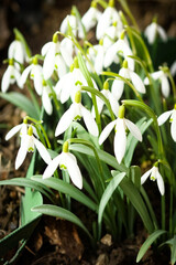Snowdrops in the park on nature background