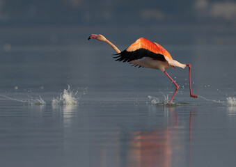 A Greater Flamingo takeoff at Eker creek, Bahrain