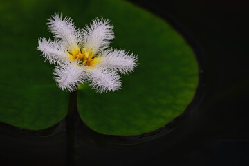 waterlily in a pont