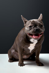 Funny beautiful looking French Bulldog dog with ears put back and wide grin on happy round face, dark brown fur wool. beautiful puppy isolated on black studio background