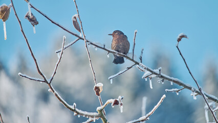 Vögel im Winter