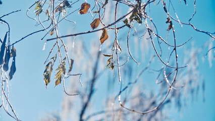 Zweige im Winter