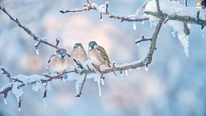 Vögel im Winter (Die drei Spatzen)