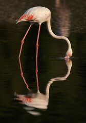 Greater Flamingos feeding at Tubli bay in the morning, Bahrain