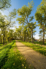 Fototapeta na wymiar Walking path on the old ramparts of Sluis, the Netherlands