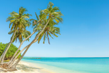 Obraz na płótnie Canvas A tropical paradise idyllic beach on Sri Lanka's south coast at Mirissa.