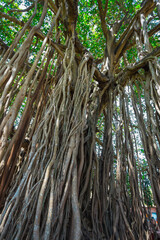 sacred tree in the jungle. India. Goa