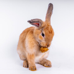 cute black and white rabbit isolated white background