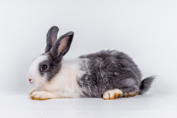 Obraz premium cute black and white rabbit isolated white background