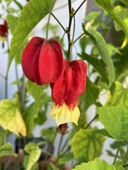 Abutilon flowers with its foliage in front of a white wall.