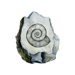 Ammonite fossil on grey stone watercolor illustration. Prehistoric scientific realistic drawing isolated on white © Elena Malgina