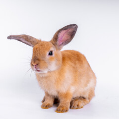 cute black and white rabbit isolated white background