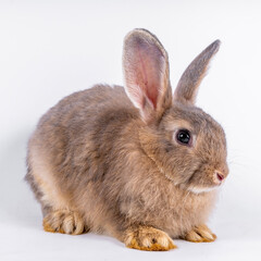 Obraz premium cute black and white rabbit isolated white background