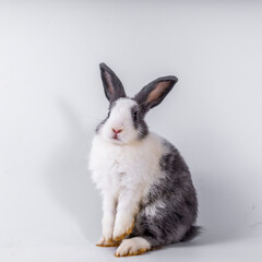 cute black and white rabbit isolated white background