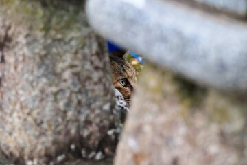 のんびり過ごしている可愛い野良猫