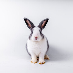 Obraz premium cute black and white rabbit isolated white background