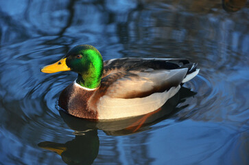 Wild duck mallard male peacefully swims  on the clean  dark blue water in the park pond  .Close up photo.