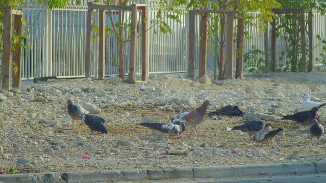 Pigeons feeding by a fence near a dumpster