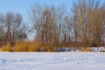 frozen winter river with forest on coast at cold day