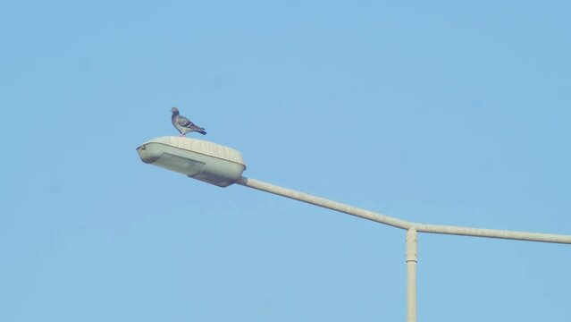 Pigeons on a street lamp